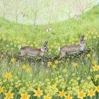 Spring Rabbits