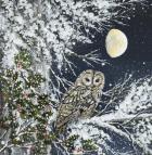 Tawny Owl and Holly