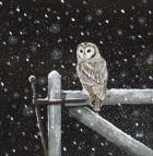 Tawny Owl on Gate
