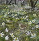 Wood Anemones and Wren