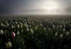 Tulip field