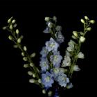 A Lighter Shade Of Pale - Delphinium Larkspur