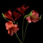 Alstroemeria