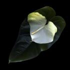 Anthurium 1