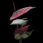 Anthurium 2