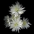 Corsage - Chrysanthemums