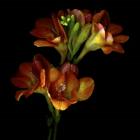 Freesia 4