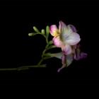 Freesia 6