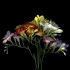 Freesia 7