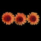 Gerbera