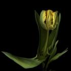 Golden Parrot Tulip