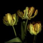 Golden Parrot Tulips