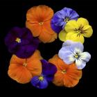 Happy - Violets