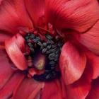 Heart Of A Red Ranunculus