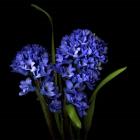 Hyacinth 1