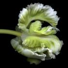 Le Beau Monstre - Parrot Tulip