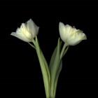 Off-White Tulips
