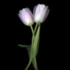 Pale Pink Tulips