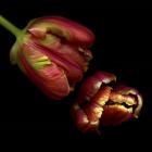 Parrot Tulips 1