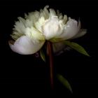 Peony 2