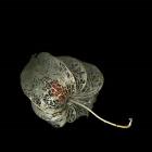 Physalis