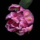 Pink Parrot Tulip 1