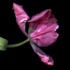 Pink Parrot Tulip 2