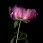 Pink Parrot Tulip 3