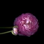 Pink Ranunculus 2