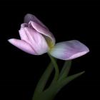 Pink Tulip 3