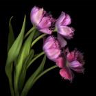 Pink Tulips 2
