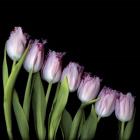 Pink Tulips 4