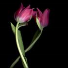 Pink Tulips 9