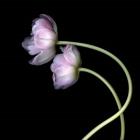 Pink Tulips 10