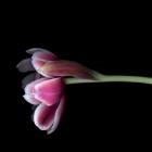 Pink Tulips 11