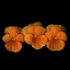 Pure Eye Candy - Orange Violets 1