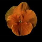 Pure Eye Candy - Orange Violets 2