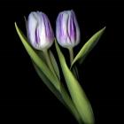 Purple And White Tulips