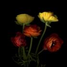 Ranunculus 1