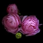 Ranunculus 2