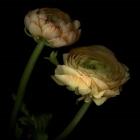 Ranunculus 3