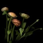 Ranunculus 4