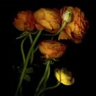 Ranunculus 5