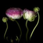 Ranunculus 6