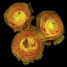 Ranunculus 8