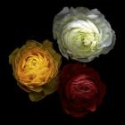 Ranunculus 10