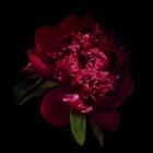 Red Peony 1