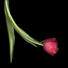 Red Tulip 1