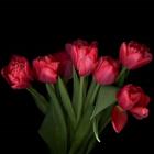 Red Tulips 6