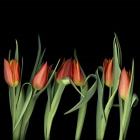 Red Tulips 8